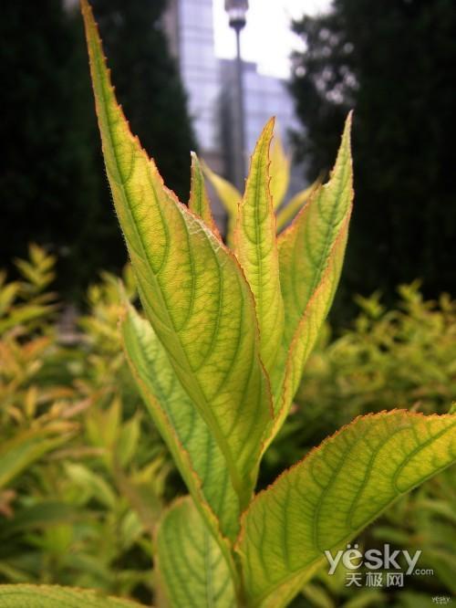 另眼看世界理光GRDII眼中的秋色冬季