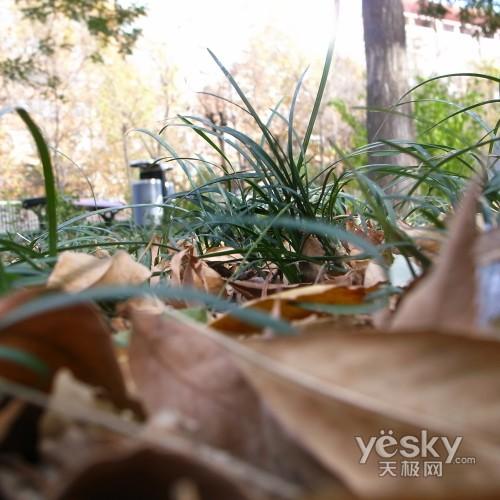 另眼看世界理光GRDII眼中的秋色冬季(4)