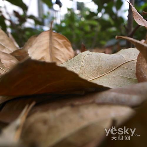 另眼看世界理光GRDII眼中的秋色冬季(4)