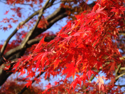 点击放大此图片