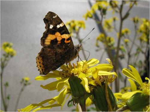 亮装示人倍增亲切手动佳能A2000IS评测(12)