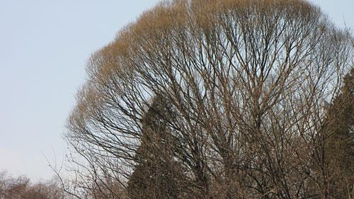 全高清威猛先生佳能长焦新品SX1IS评测(5)