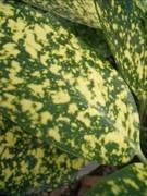 入门DC争夺战 富士J150w VS 尼康S560 