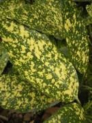 入门DC争夺战 富士J150w VS 尼康S560 