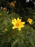 入门DC争夺战 富士J150w VS 尼康S560 