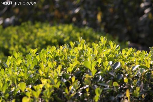 中档单反谁更强佳能50D宾得K20D对比(4)