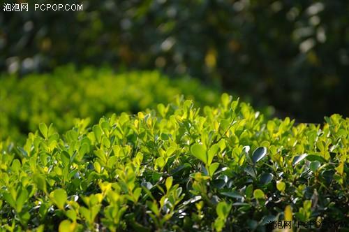 中档单反谁更强佳能50D宾得K20D对比(5)