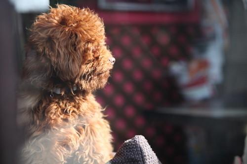 副厂镜头不副适马24-70F/2.8HSM评测(10)