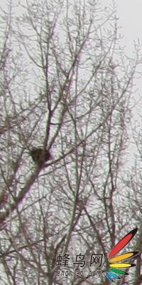 副厂镜头不副适马24-70F/2.8HSM评测(7)