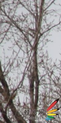 副厂镜头不副适马24-70F/2.8HSM评测(8)