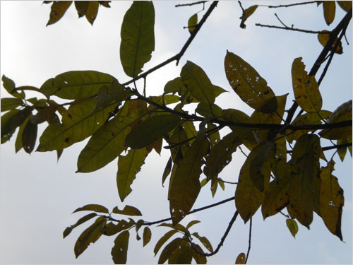 轻松一点时尚一点 尼康COOLPIX S220首测