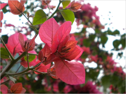 轻松一点时尚一点 尼康COOLPIX S220首测