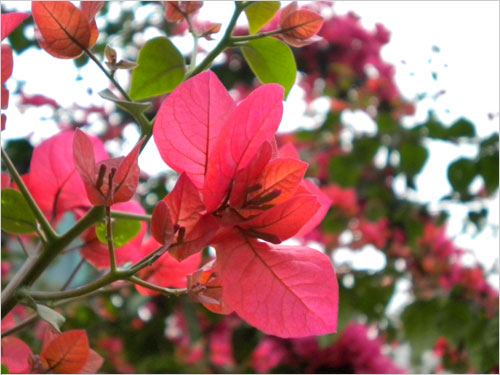 轻松一点时尚一点 尼康COOLPIX S220首测