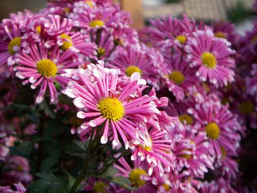 入门家用DC最高像素柯达Z1485IS评测(6)