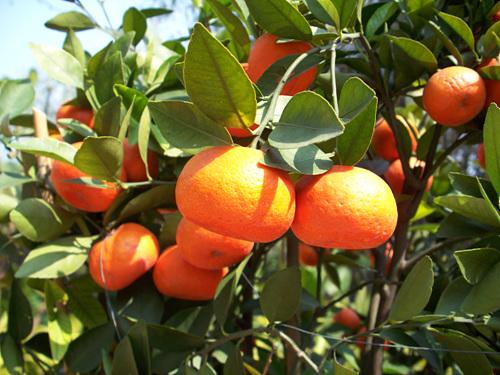 入门家用DC最高像素柯达Z1485IS评测(8)