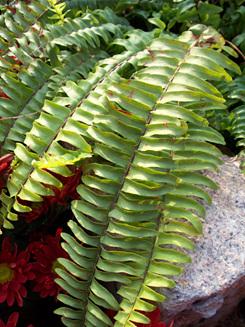 入门家用DC最高像素柯达Z1485IS评测(11)