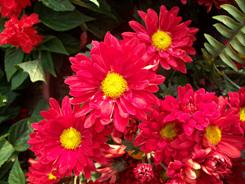 入门家用DC最高像素柯达Z1485IS评测(11)