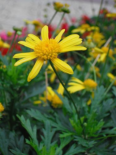 高性价比超薄卡片相机富士J25详尽评测(9)