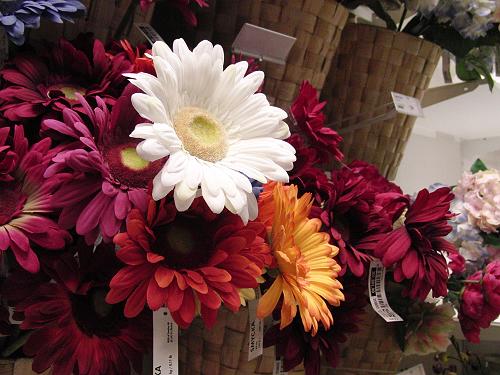 30张每秒高速连拍卡西欧长焦FC100评测(5)