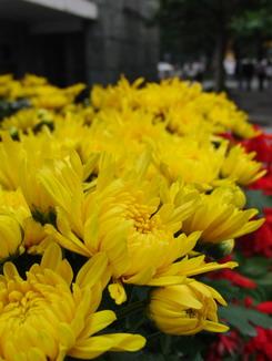 30张每秒高速连拍卡西欧长焦FC100评测(6)