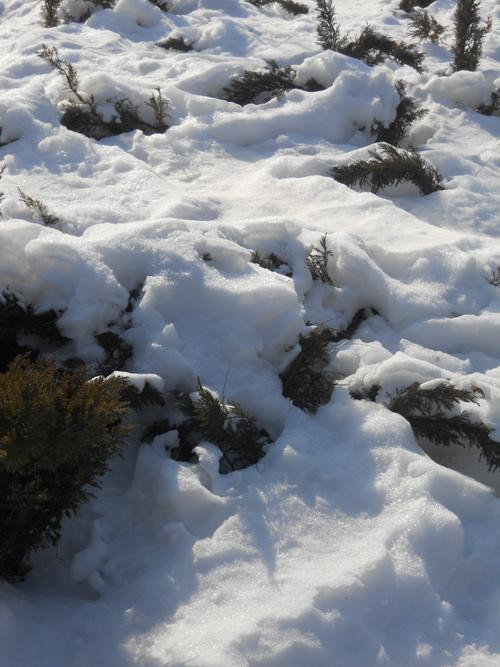 雪后燕园 尼康COOLPIX S570北京大学外拍 