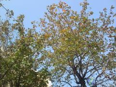 好看又好玩的潮流棒棒糖 LG GD580图赏