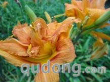 111