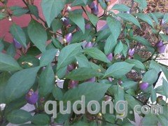 时尚色彩的3G活力 三星C5530体验评测