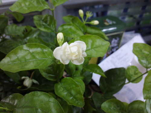 800万像素摄像头