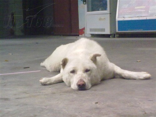 诺基亚诺基亚 5250 样张图