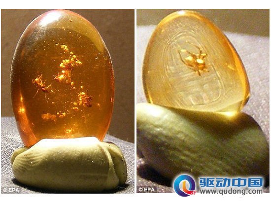 这些昆虫，连同孢子和花粉的化石、啮齿哺乳动物的一滴血及毛发残留物，都被包在琥珀化石中。