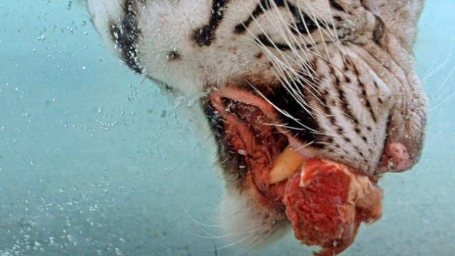 在吃肉块时，这只白色孟加拉虎露出闪着微光的锋利牙齿。特写镜头和私人照片充分展现了这只重达600磅(272.16公斤)的母虎在潜到水下，追逐它的驯兽师扔进水箱里的生肉块时，它强有力的颌部是如何上下起伏的。