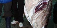 韩国渔民捕获巨型鲈鱼长度近2米：售价1万元