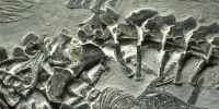 最新考古发现安徽2.48亿年前惊人化石
