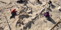 科学家在阿塔卡马沙漠发现“鲸鱼墓地”