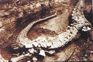 所有背上有刺的恐龙 1426735904693.jpg