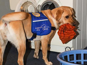 狗狗自己洗衣服  Woof to Wash “汪星人”洗衣机