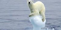 气候变暖下的北极熊