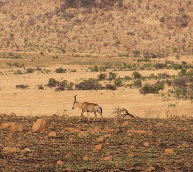 维多利亚大沙漠