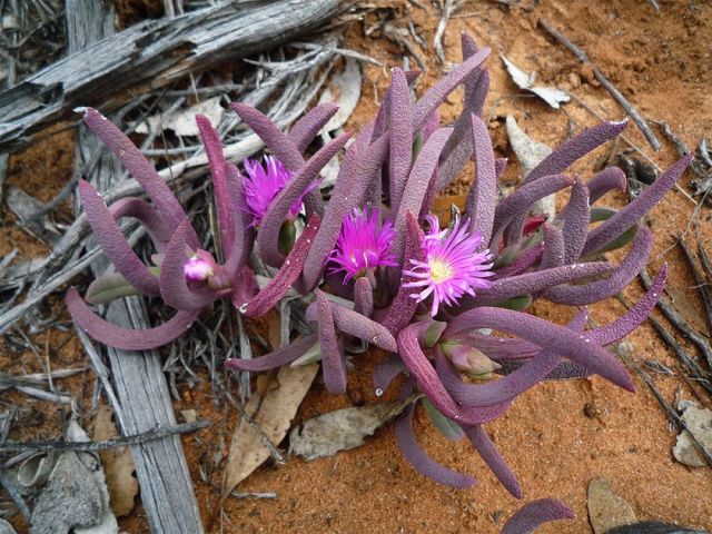 维多利亚大沙漠