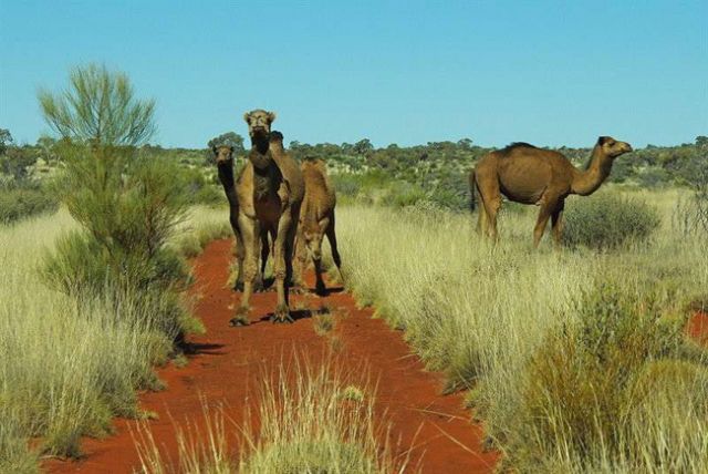 维多利亚大沙漠