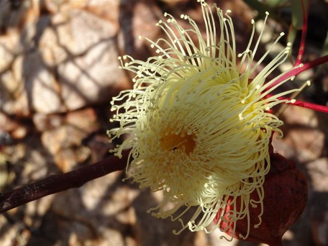 维多利亚大沙漠