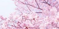 吉野山的樱花