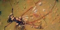 琥珀化石呈现1600万年前搭乘顺风车的昆虫