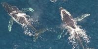 南非开普敦座头鲸群聚集觅食 呈现海中盛宴
