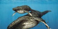 古代鲸鱼无齿头骨 填补海洋哺乳动物进化史空白