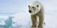 北极熊无法适应无海冰环境 或将面临灭绝
