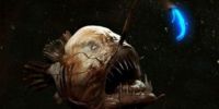 深海世界十大丑八怪生物盘点 看到它们吃不下饭