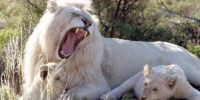 不可思议！动物十大变异：白狮或是远古生物？