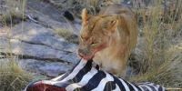 非洲母狮藏身斑马死尸中：野生动物的生存法则